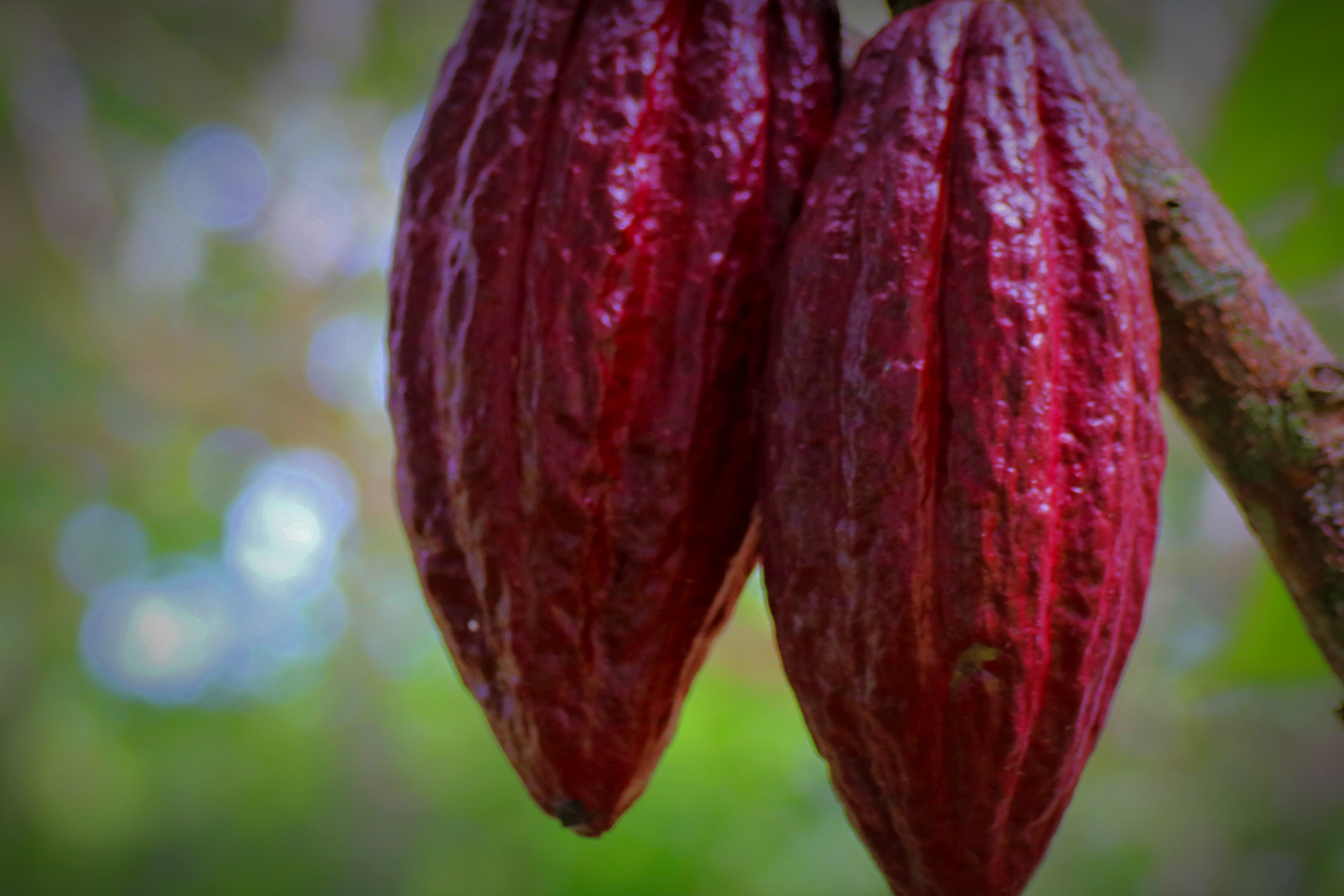 Plantación de Cacao ExpoFranco